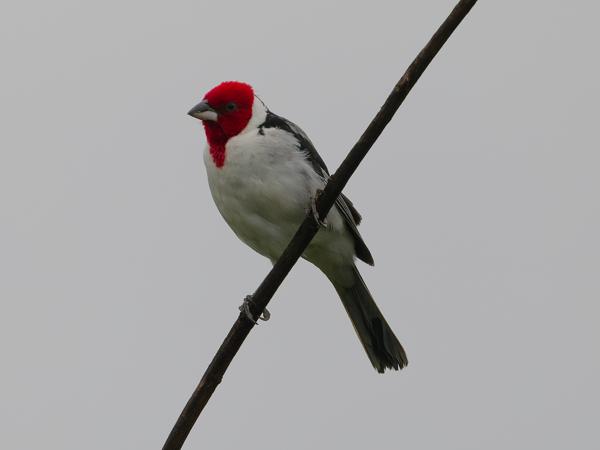 Geelsnavelkardinaal (Paroaria capitata)